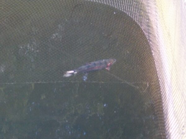 Ein kleiner Fisch im Netz