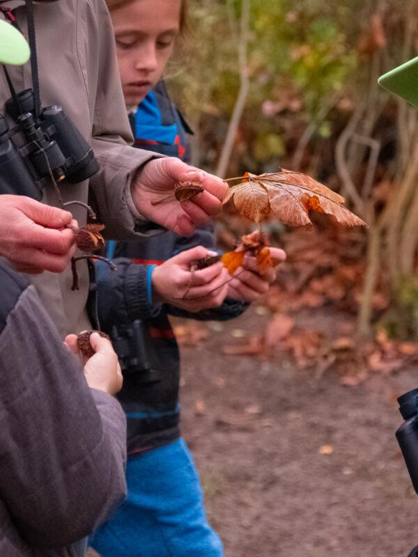Den Kindern wird ein Ahornblatt gezeigt