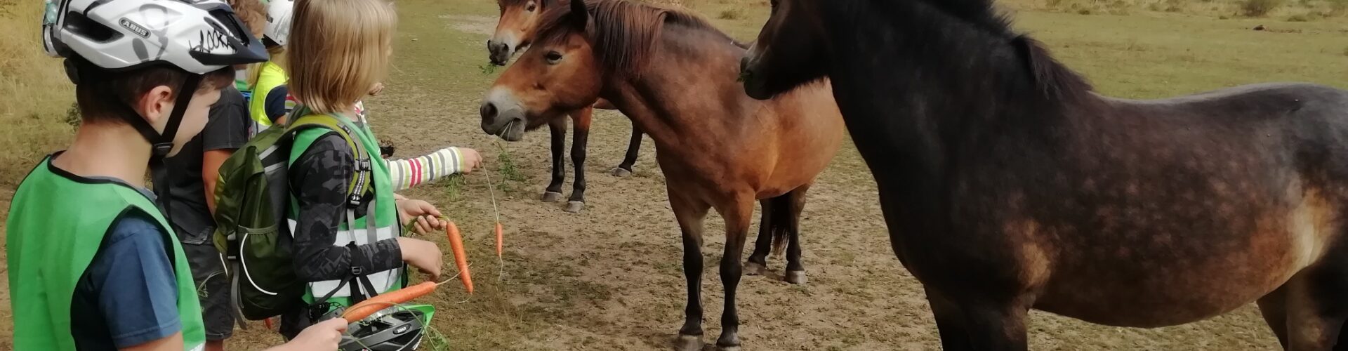 3 Exmoore-Ponys (Wildpferde) werden von den Jungen Naturwächtern mit frische Möhren gefüttert
