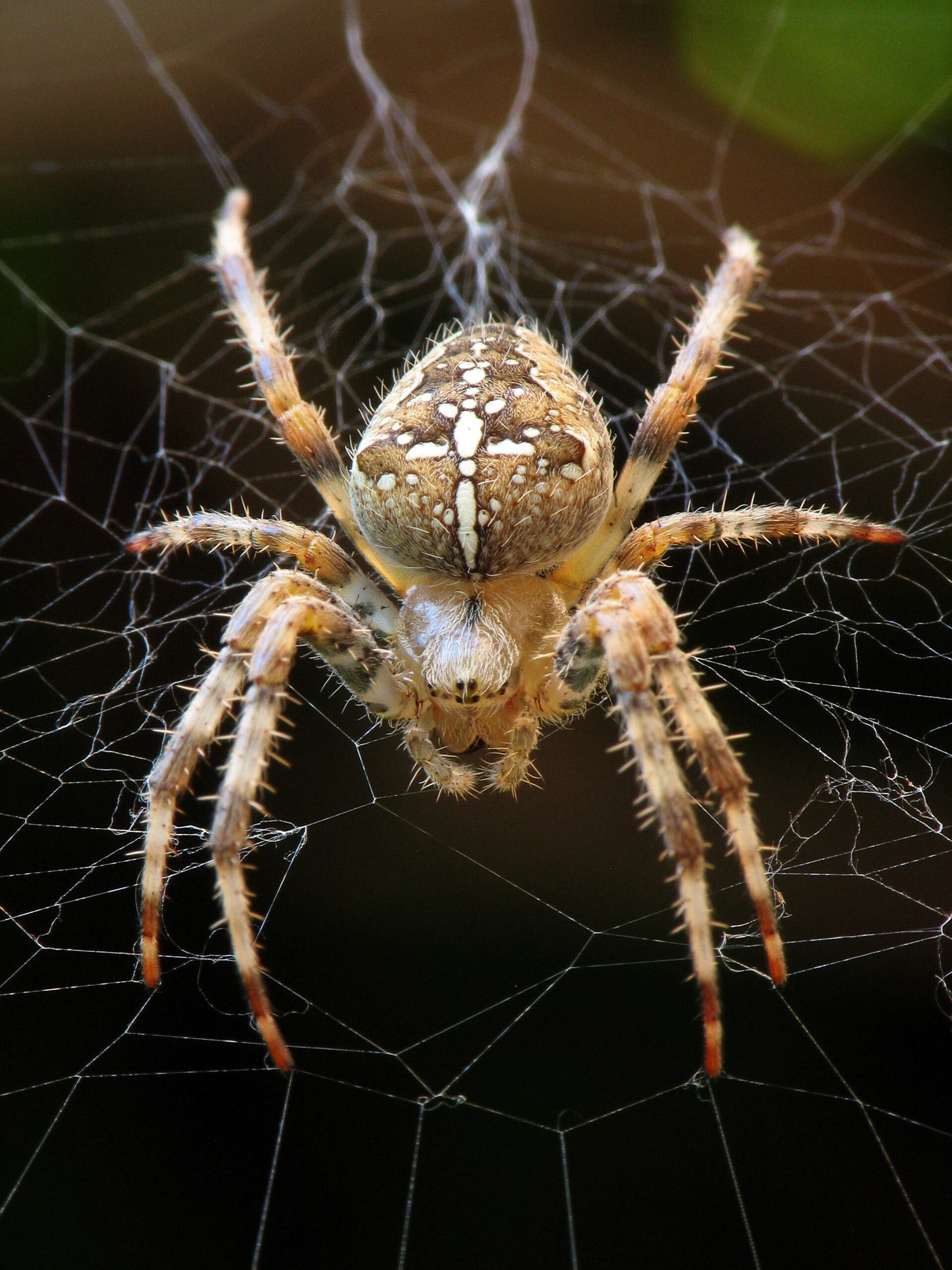 In Welchem Land Gibt Es Keine Spinnen jungenaturwaechter.de